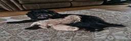 Cockapoo dogs for sale: Beautiful and friendly Cockapoo boy, well handled - Advert 6