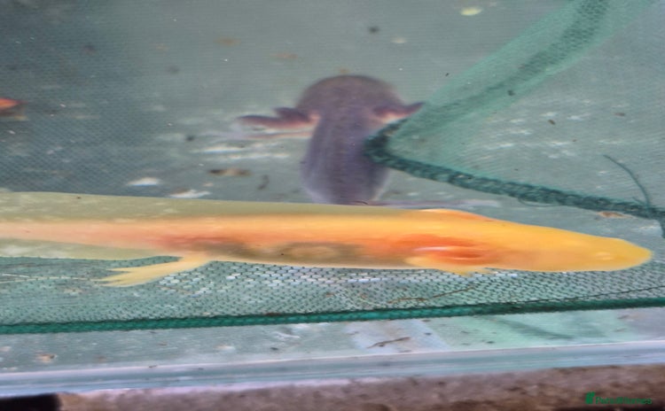 Other/Mixed Breed fish - Advert 15