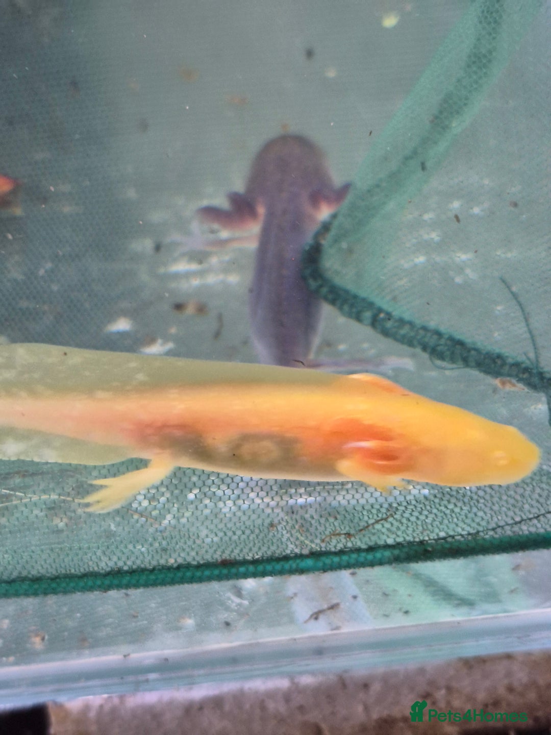 Other/Mixed Breed fish for sale: Axolotl - Image 1