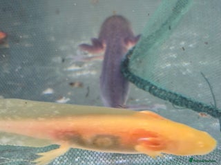 Other/Mixed Breed fish - Advert 31