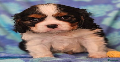 Cavalier King Charles Spaniel dogs - Advert 2