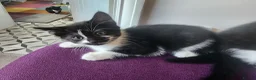 Mixed Breed cats for sale: 3 lovely kittens  - Advert 12
