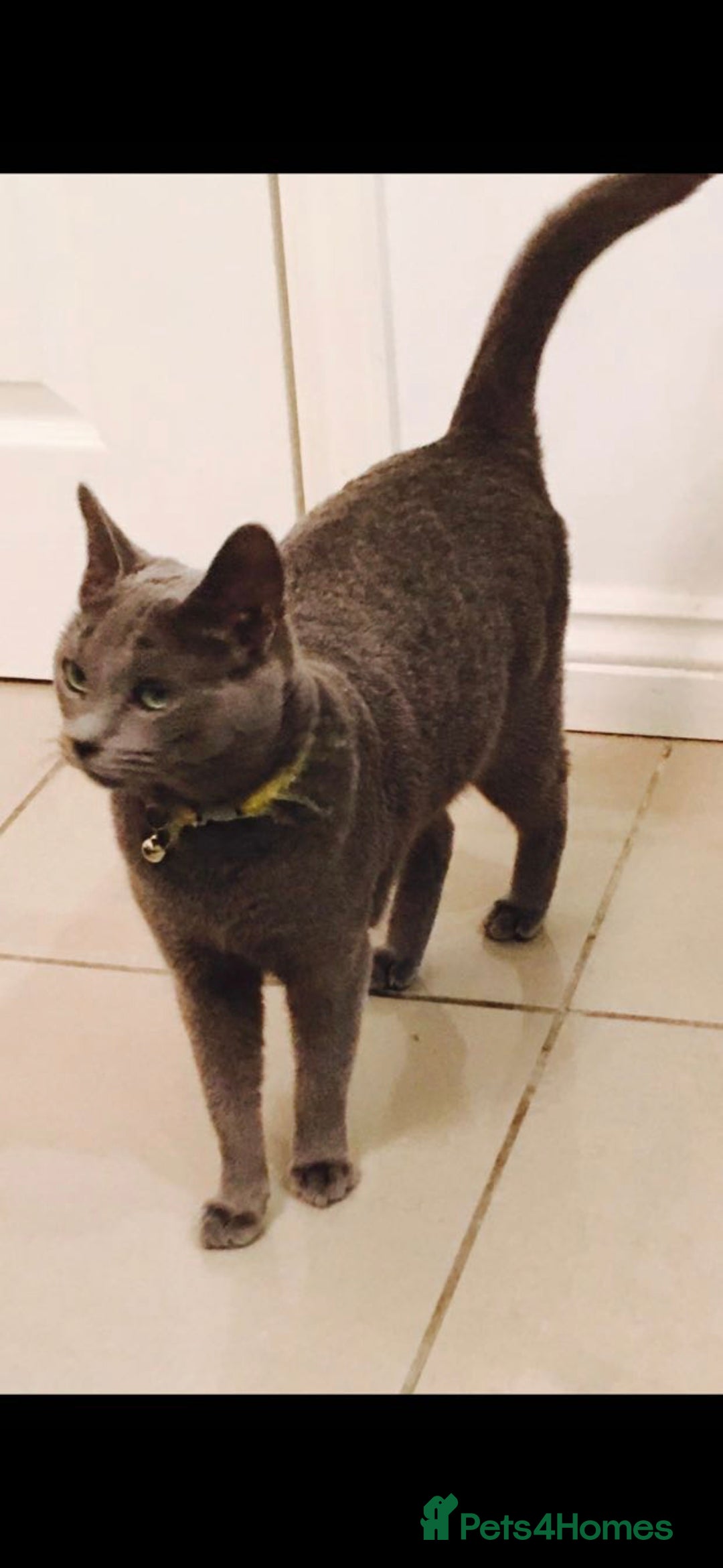 Russian Blue cats for sale: Full pedigree R/B girl  - Advert 4