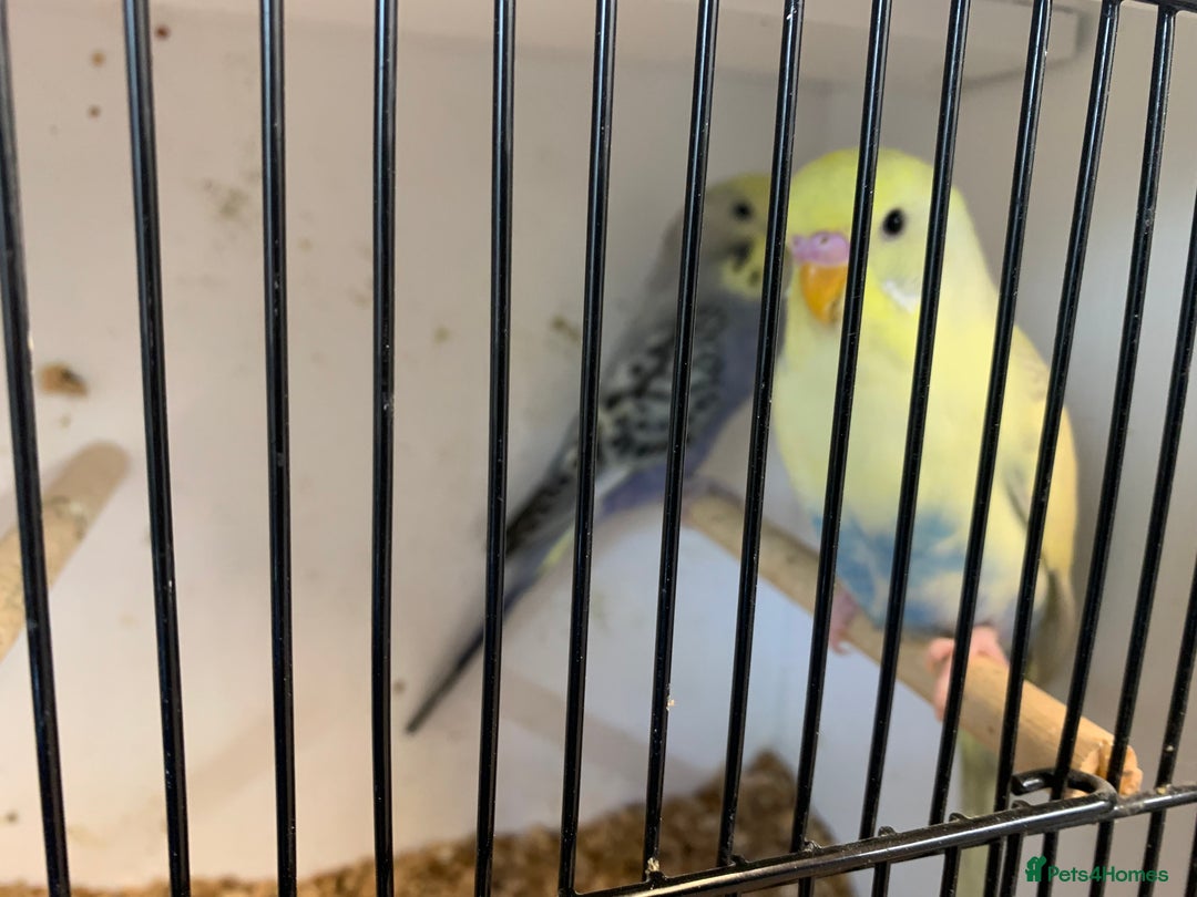 Mixed Breed birds for sale: Budgies - Advert 2