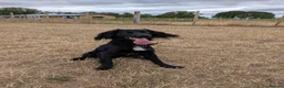 Mixed Breed dogs for sale: 2 x 2 year old Cocker Spaniel Mixed breed  in Neston - Advert 6