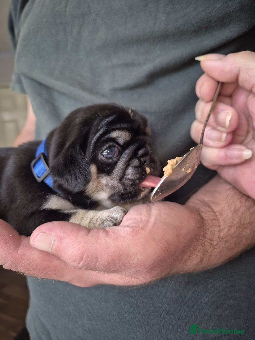 Pug dogs for sale: 2 KC Pug puppies available from a litter of 3. - Image 14