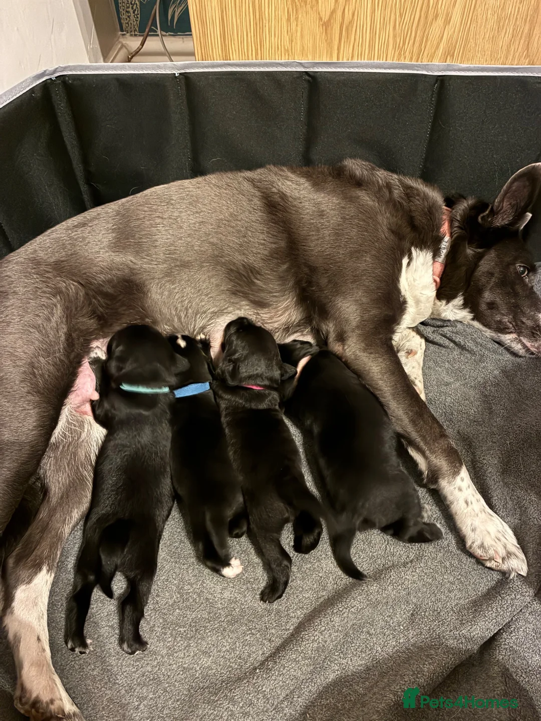 Mixed Breed dogs for sale: One beautiful girl Sprollie puppy left in Burgess Hill - Advert 11