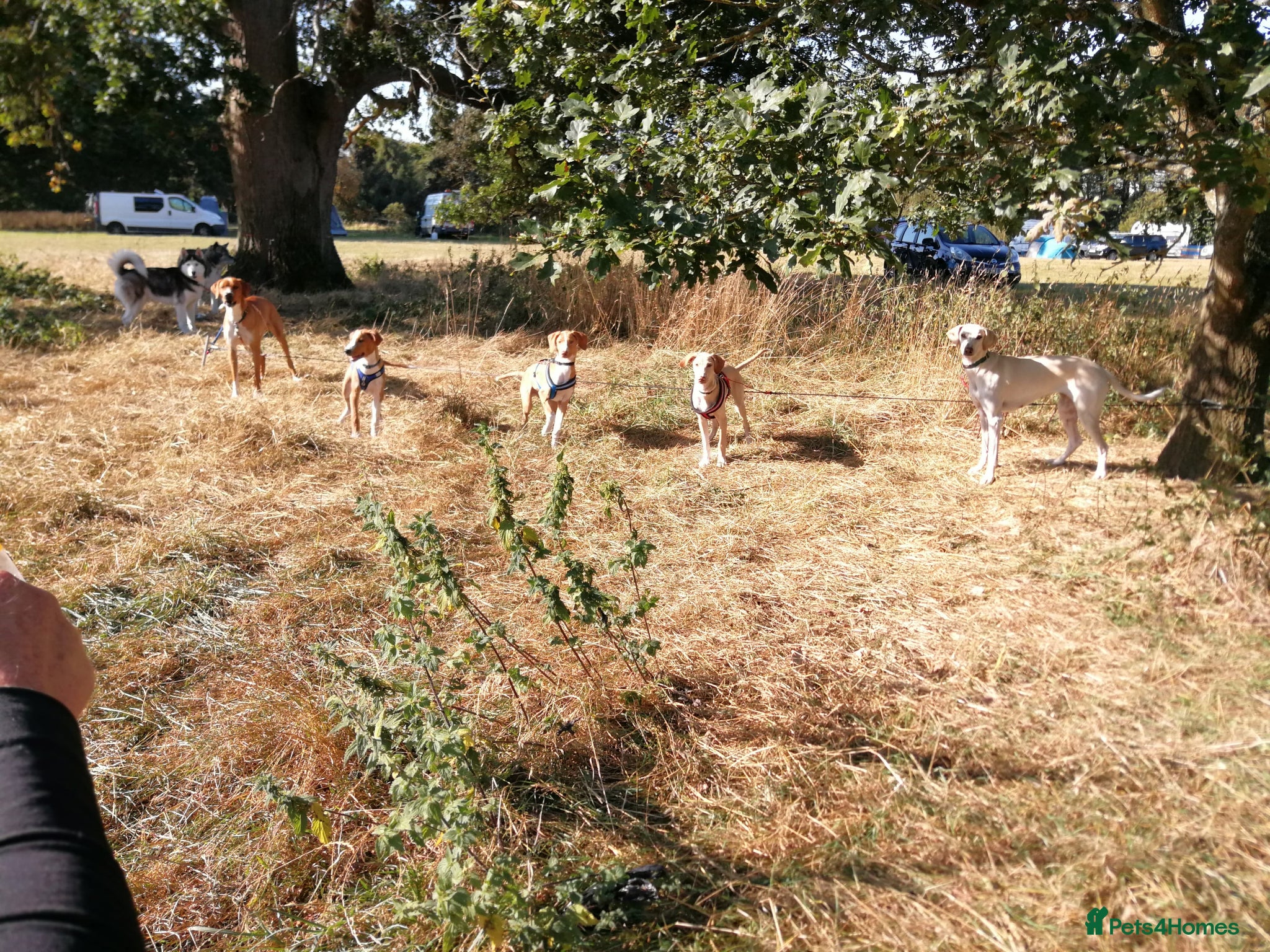 Mixed Breed dogs EUROHOUND / SIBERIAN HUSKY CROSS PUPPIES  - Advert 11