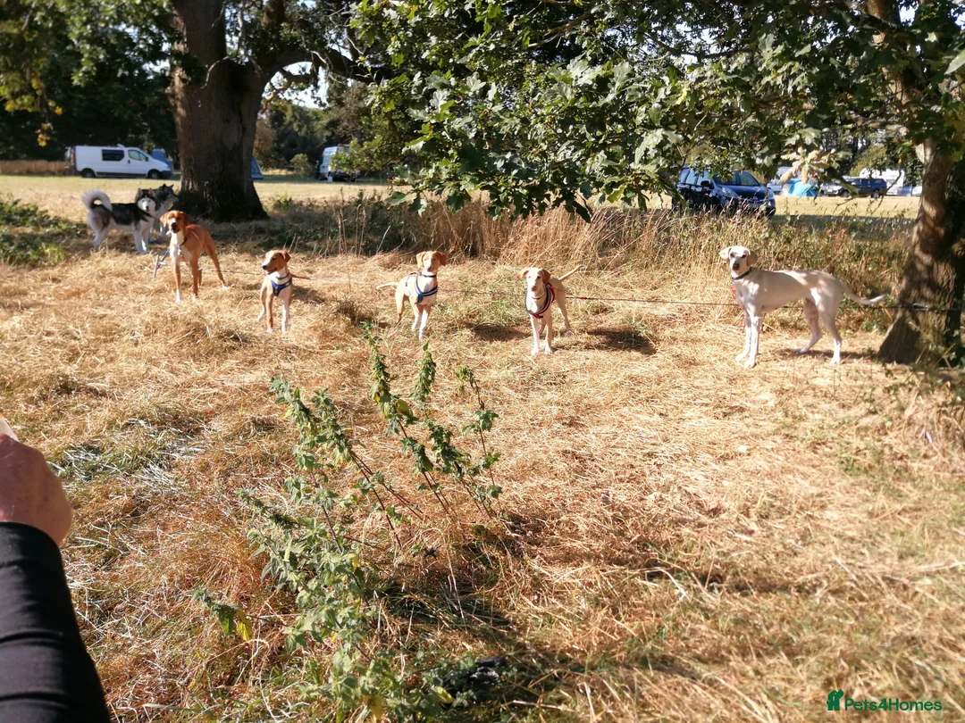 Mixed Breed dogs for sale: EUROHOUND / SIBERIAN HUSKY CROSS PUPPIES  - Advert 1