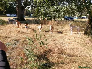 Mixed Breed dogs EUROHOUND / SIBERIAN HUSKY CROSS PUPPIES - Advert 11