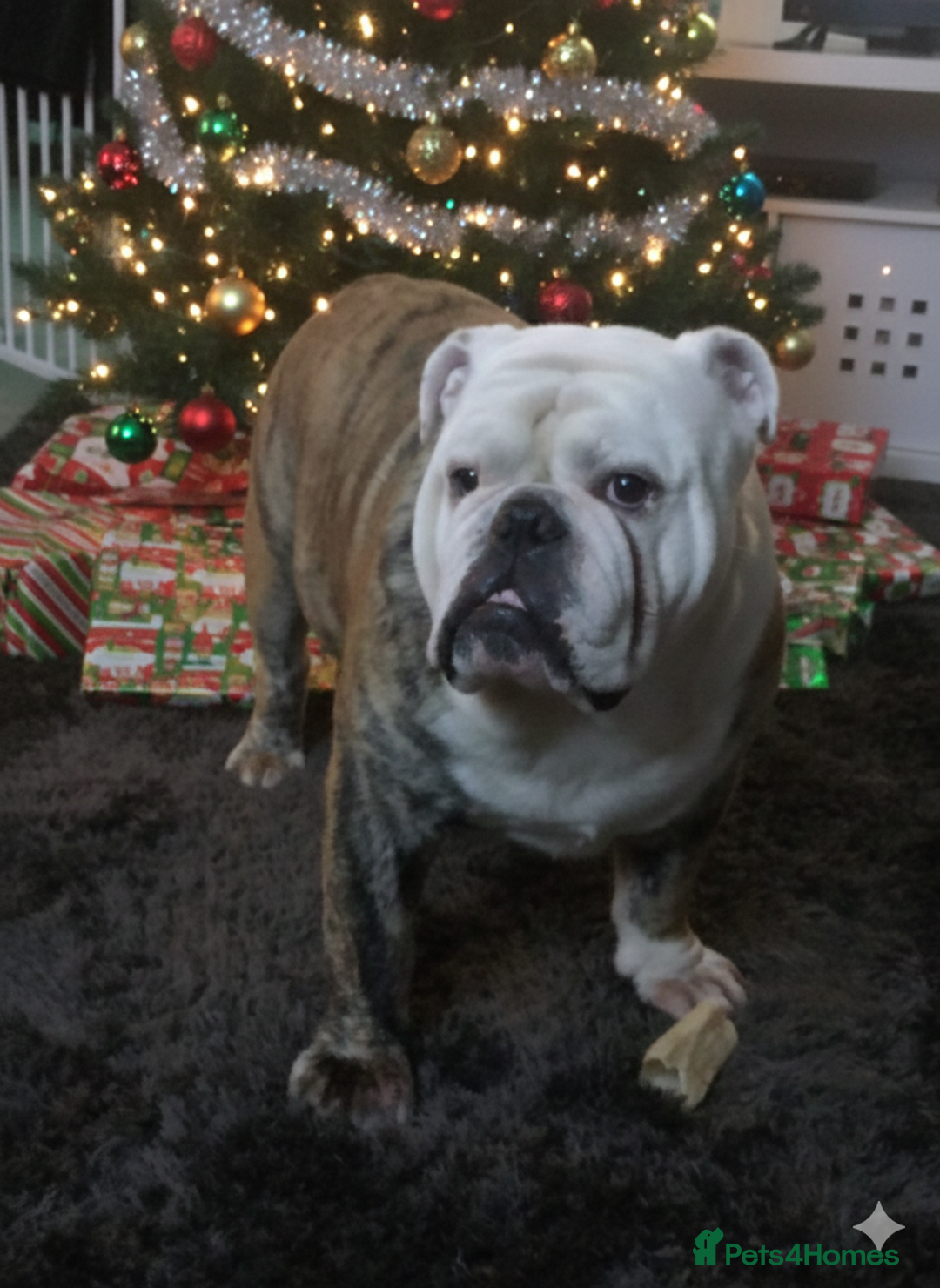 English Bulldog dogs for stud: For Stud: Alfie (Trindle) PROVEN in Brighouse - Advert 1