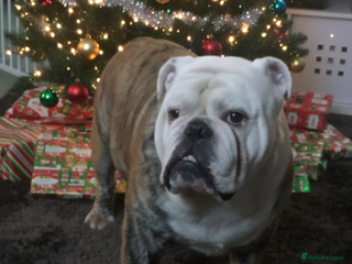 English Bulldog dogs For Stud: Alfie (Trindle) PROVEN in Brighouse - Advert 10