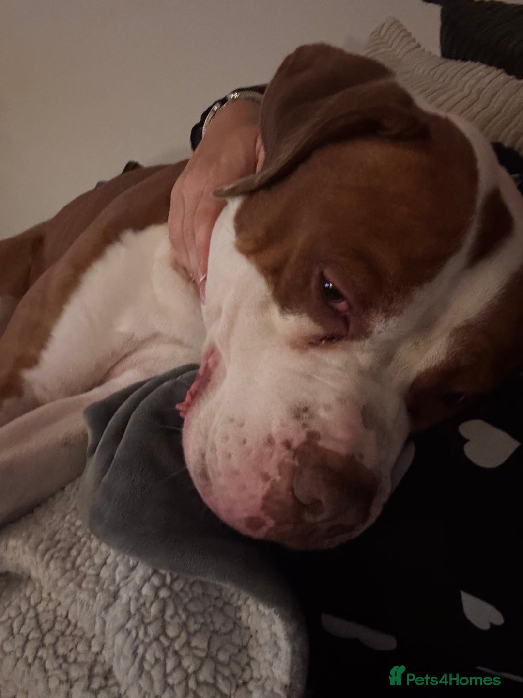 Mixed Breed dogs for sale: Boysie - Advert 13