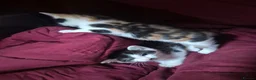 Mixed Breed cats for sale: 2 cute female kittens  in Mitcham - Advert 2