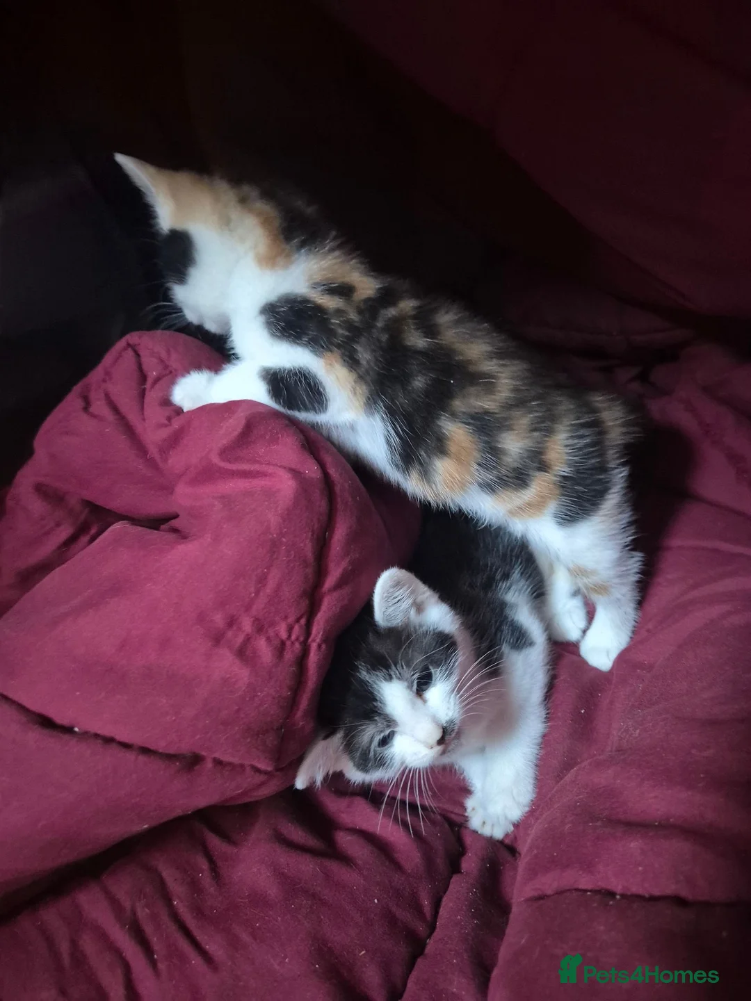 Mixed Breed cats for sale: 2 cute female kittens  in Mitcham - Advert 2