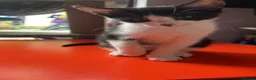 Mixed Breed cats for adoption: Ed - 3 month old boy black and white - Advert 1