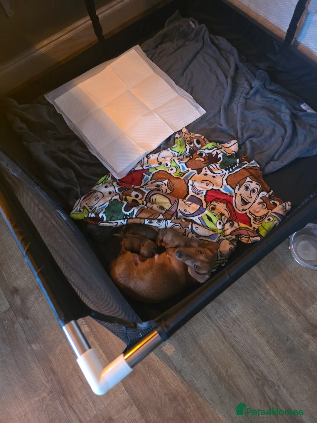 Miniature Dachshund dogs for sale: Miniature daschund puppies  - Advert 7