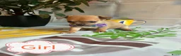 Chihuahua dogs for sale: Chihuahua puppies - Advert 14