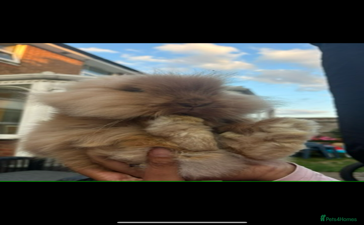 Lionhead rabbits - Advert 1