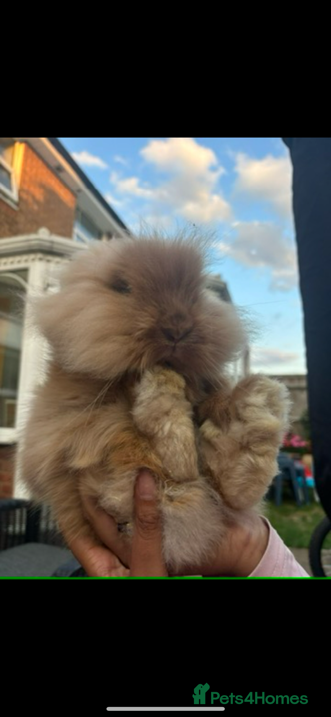 Lionhead rabbits for sale: Bunny & Hunny - Image 1