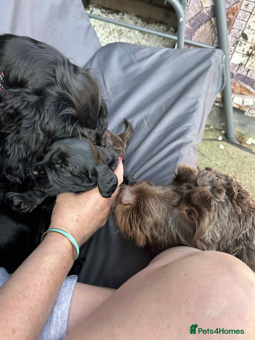 Cockapoo dogs for sale: Beautiful litter of cockerpoos - Image 6