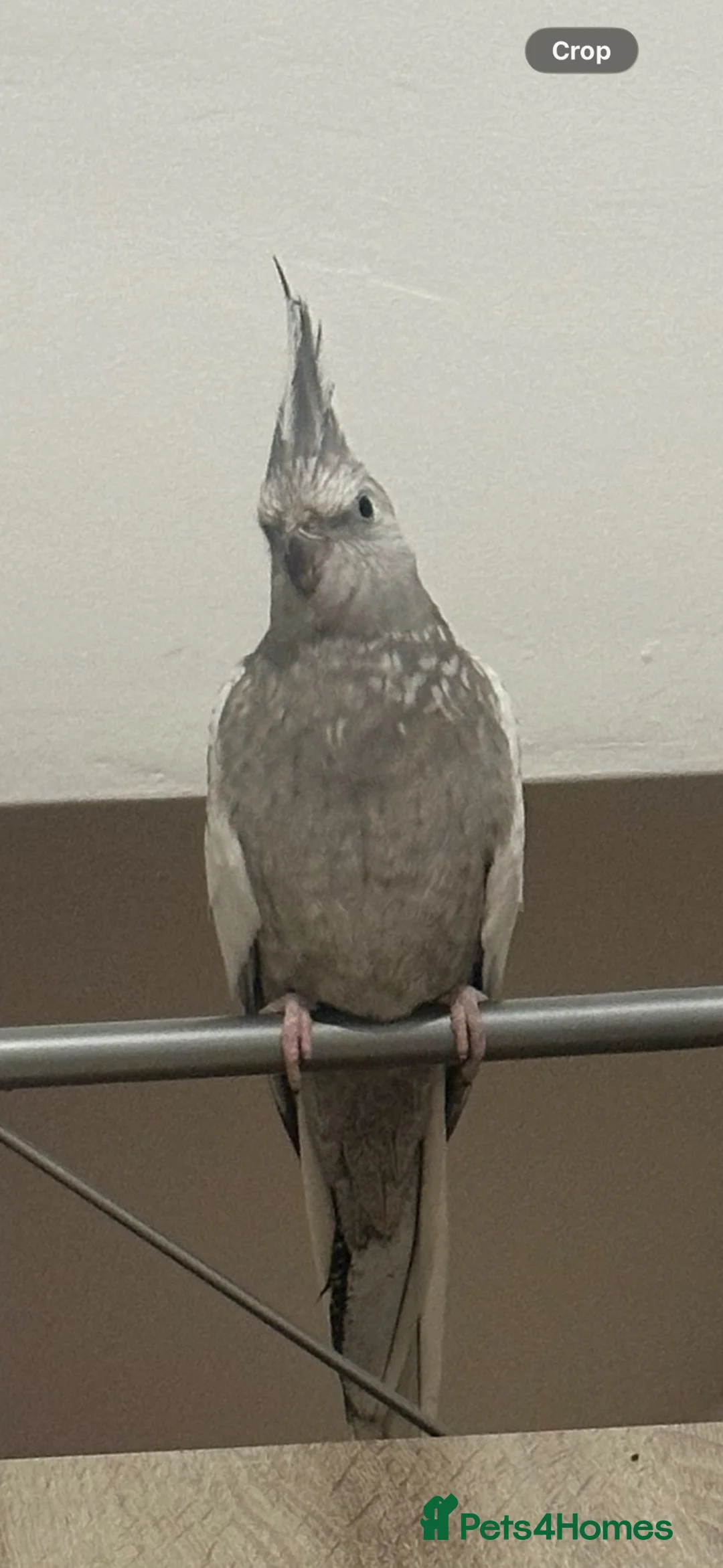 Cockatiels birds for sale: Lovely tamed Cockatiel in Liverpool - Advert 5