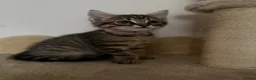 Mixed Breed cats for sale: 3 Gorgeous Tabby Boys available - Advert 8