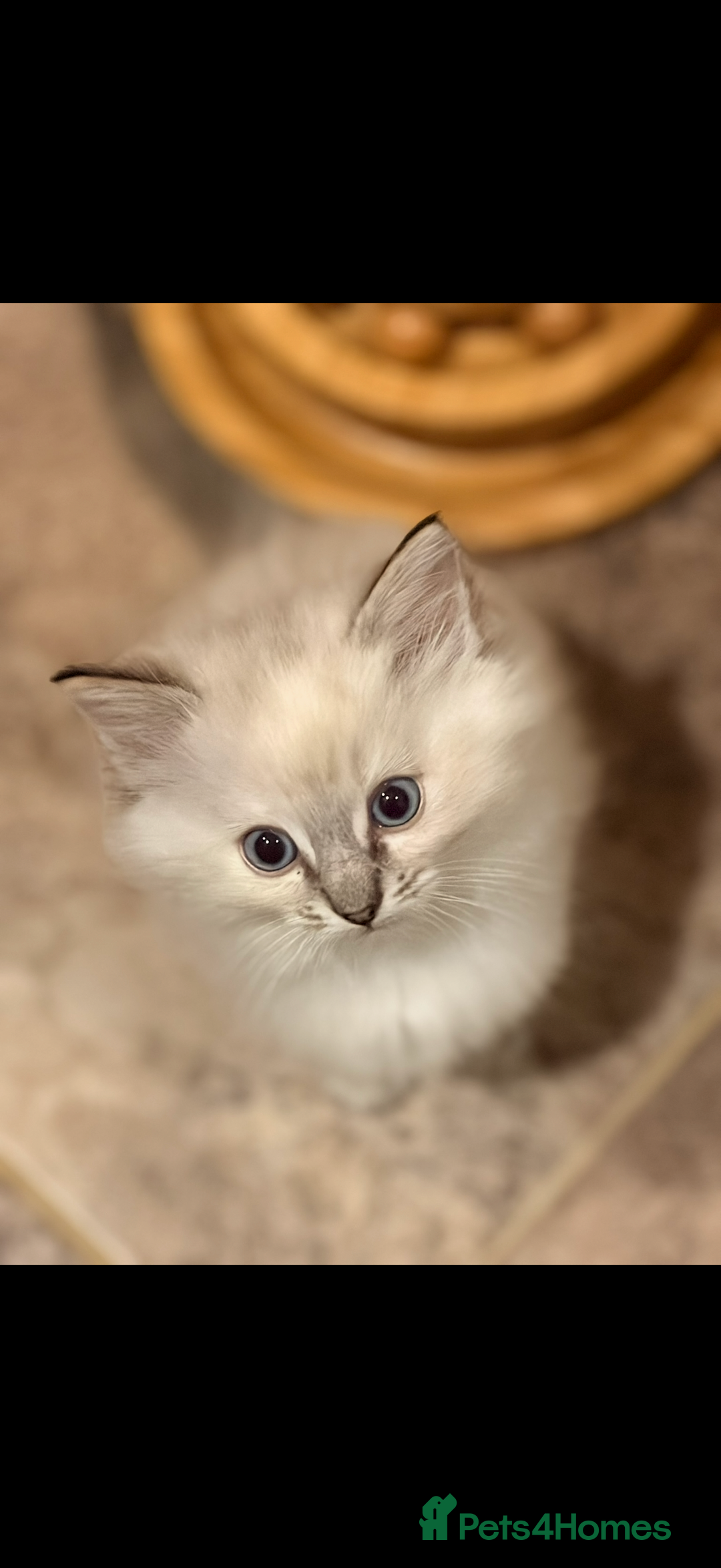 Ragdoll cats for sale: GCCF REG RAGDOLL KITTENS - Advert 3