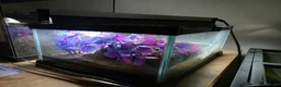 Frog reptiles for sale: CB24 CHUBBY FROG & TIZNIT TOAD - Advert 5