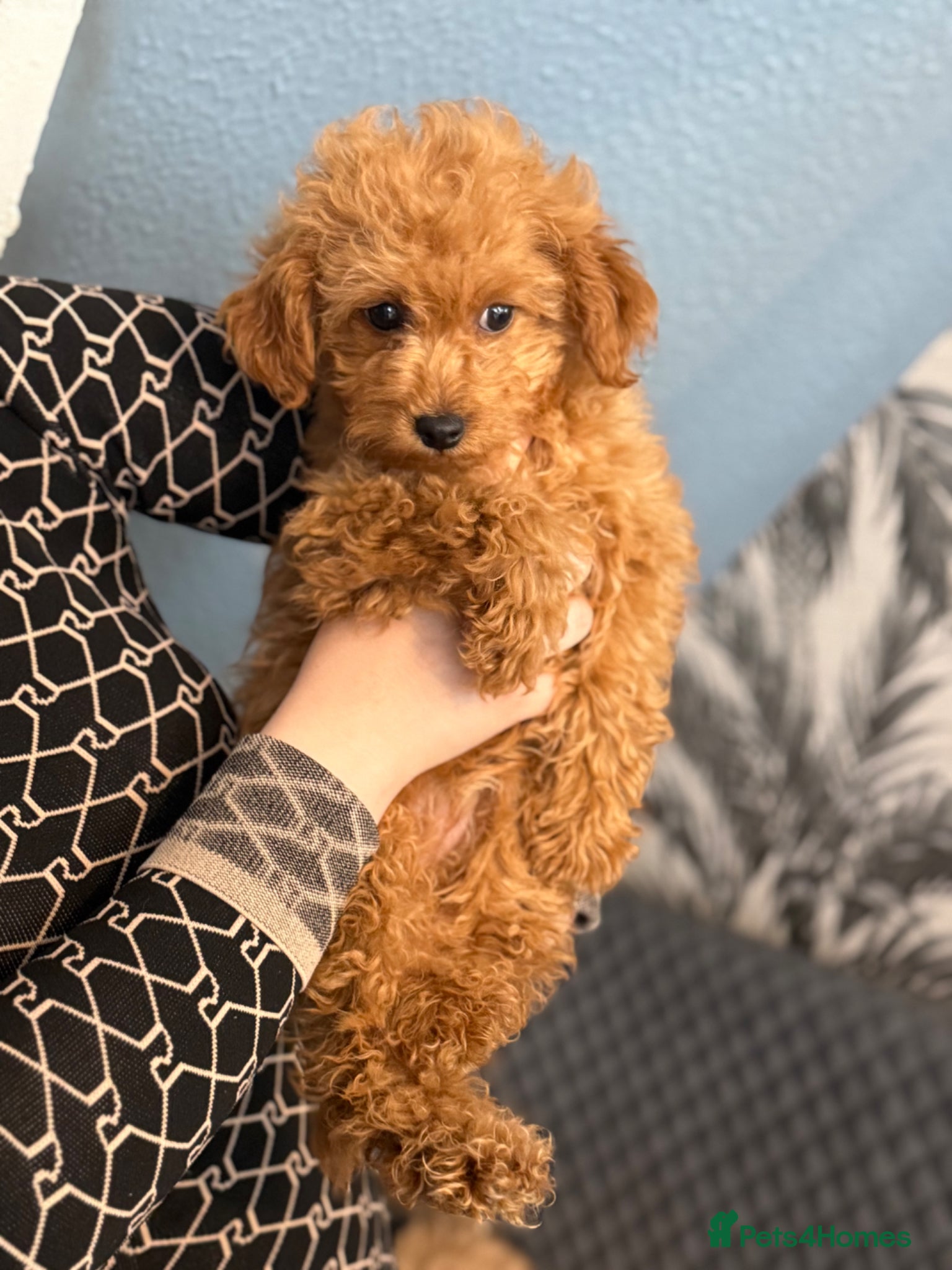 Toy Poodle dogs Toy Poodle - Advert 3