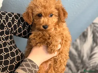 Toy Poodle dogs Toy Poodle - Advert 3