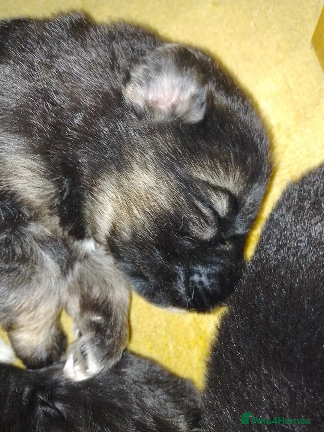 German Shepherd dogs for sale: Straight back Long coat German Shepherd pups - Advert 2