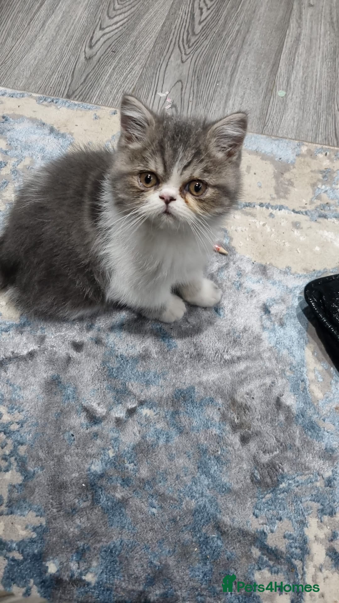 Persian cats for sale: Beautiful friendly pedigree shorthair Persian  - Advert 6