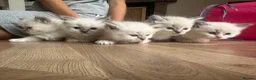 Ragdoll cats for sale: Ragdoll kittens pedigree  in Ellesmere Port - Advert 1