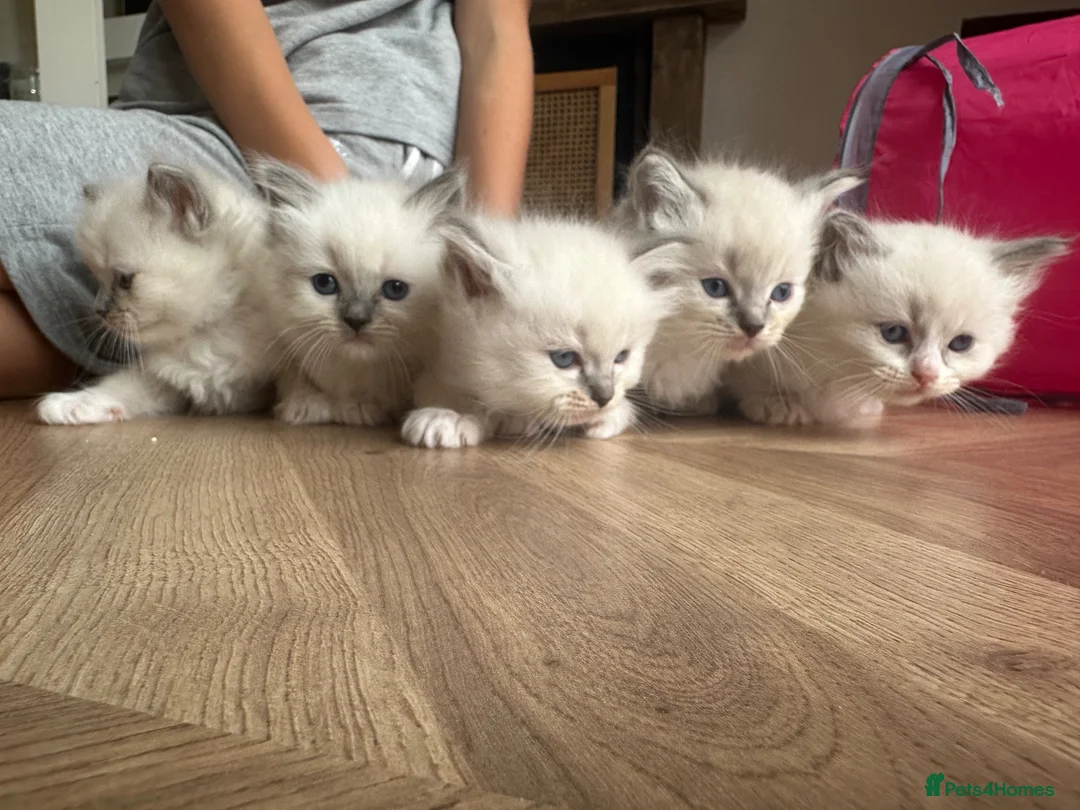 Ragdoll cats for sale: Ragdoll kittens pedigree  in Ellesmere Port - Advert 1