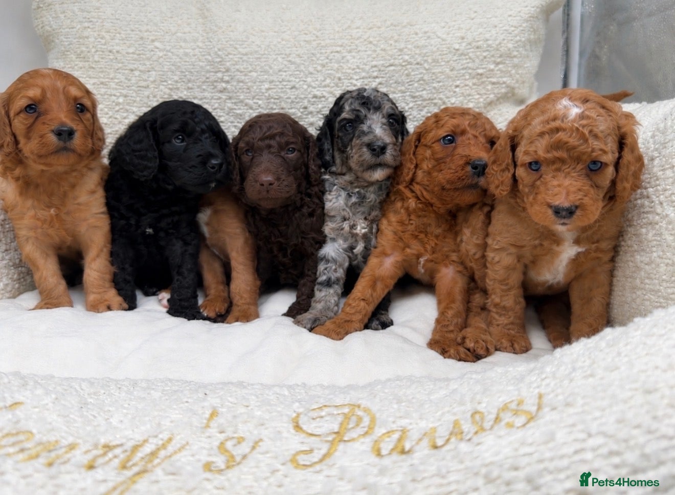 Mixed Breed dogs for sale: 🐾double doodles have arrived 🐾 - Advert 16