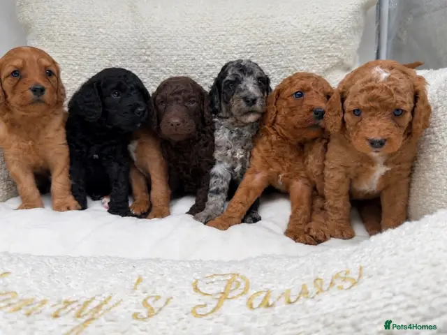 Mixed Breed dogs for sale: 🐾double doodles have arrived 🐾 - Advert 16