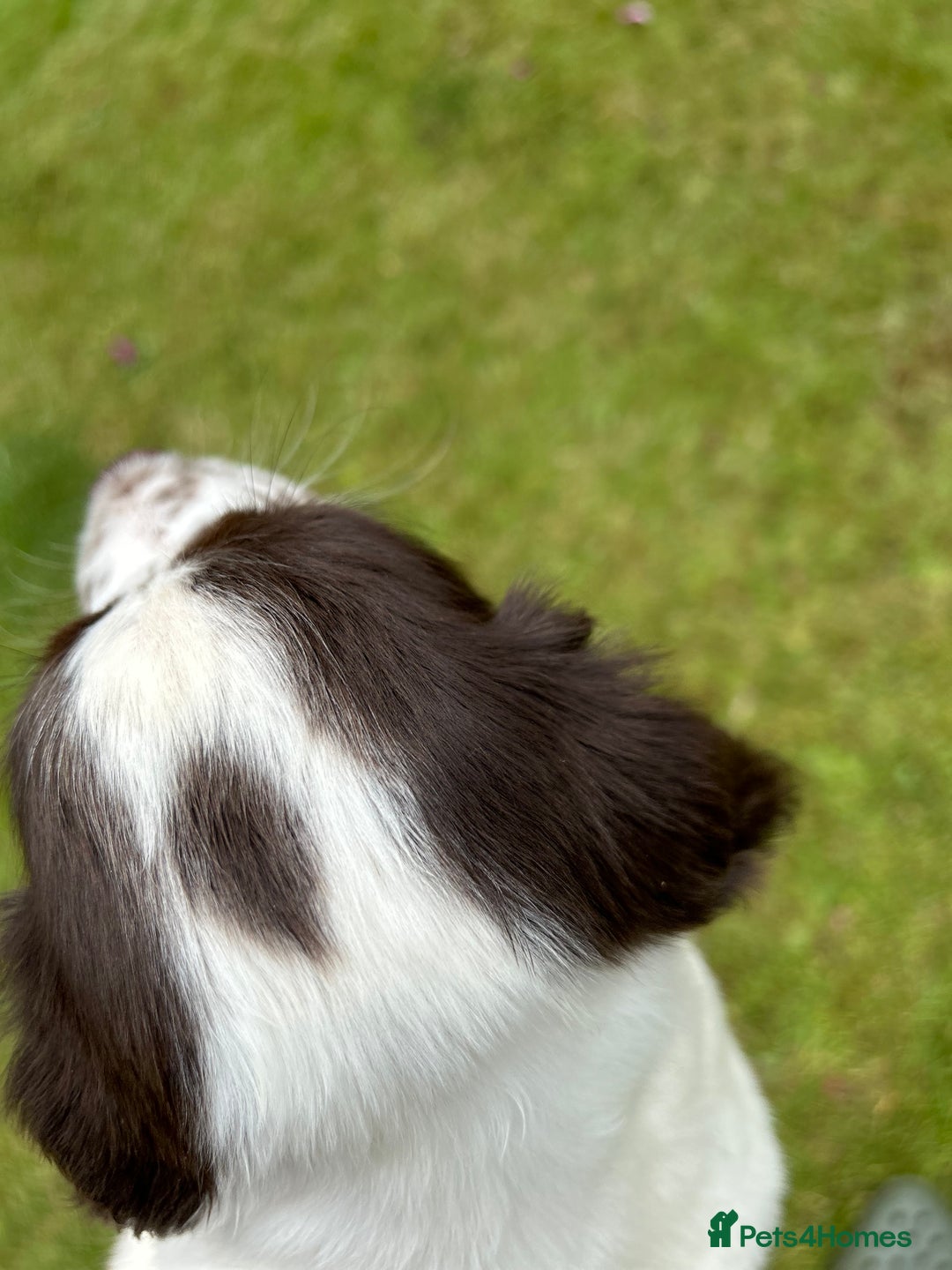 English Springer Spaniel dogs for sale: Working English springer spaniels in Tiverton - Image 8