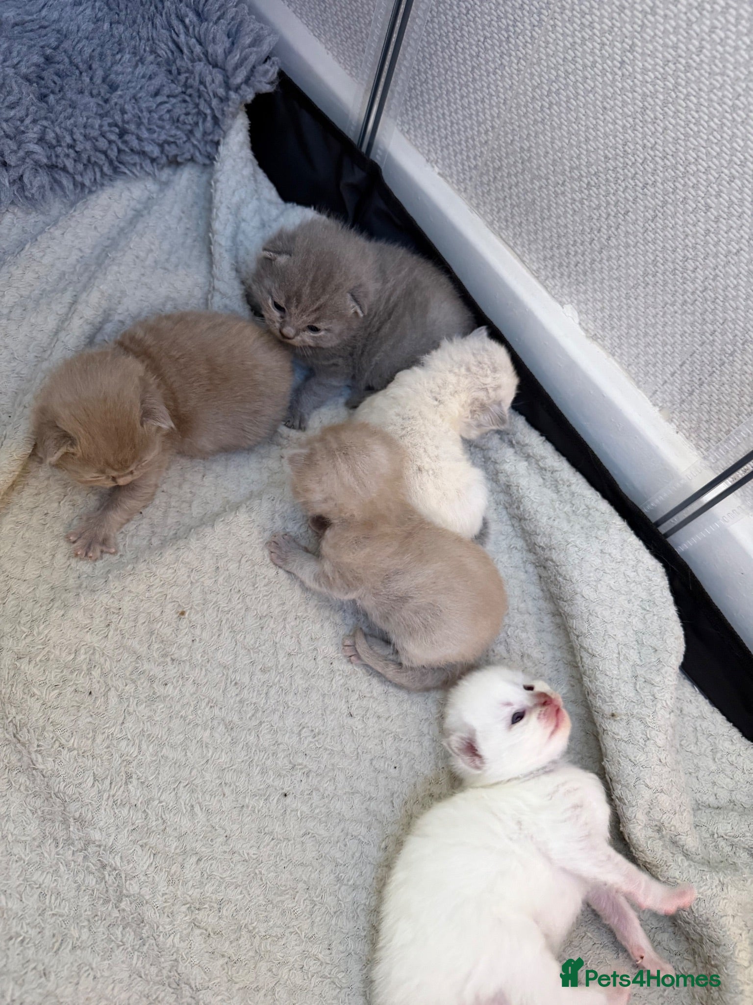British Shorthair cats British Shorthair Kittens  - Advert 10