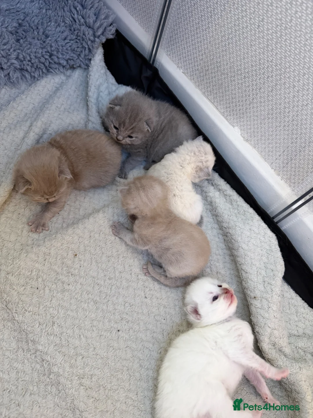 British Shorthair cats for sale: British Shorthair Kittens  - Advert 1