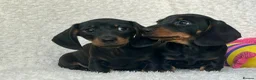 Dachshund dogs for sale: Beautiful Miniature Dachshund Puppies  - Advert 7