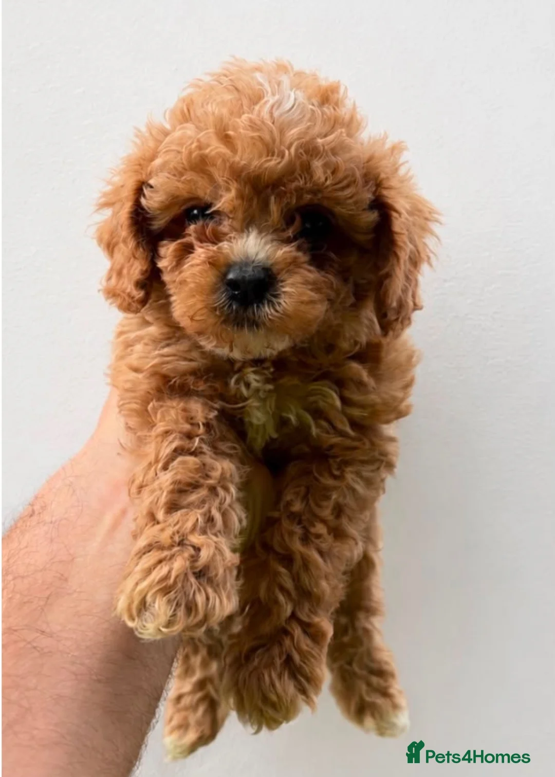 Cavachon dogs for sale: Gorgeous cavachon puppies  - Advert 2