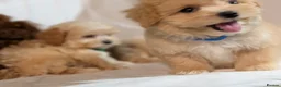 Maltipoo dogs for sale: Lovely Maltipoo Puppies Ready To Leave - Advert 7