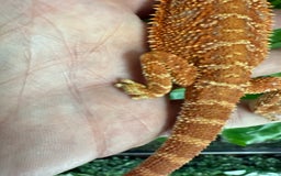 Bearded Dragon reptiles for sale: Bearded Dragon rescue  - Image 2