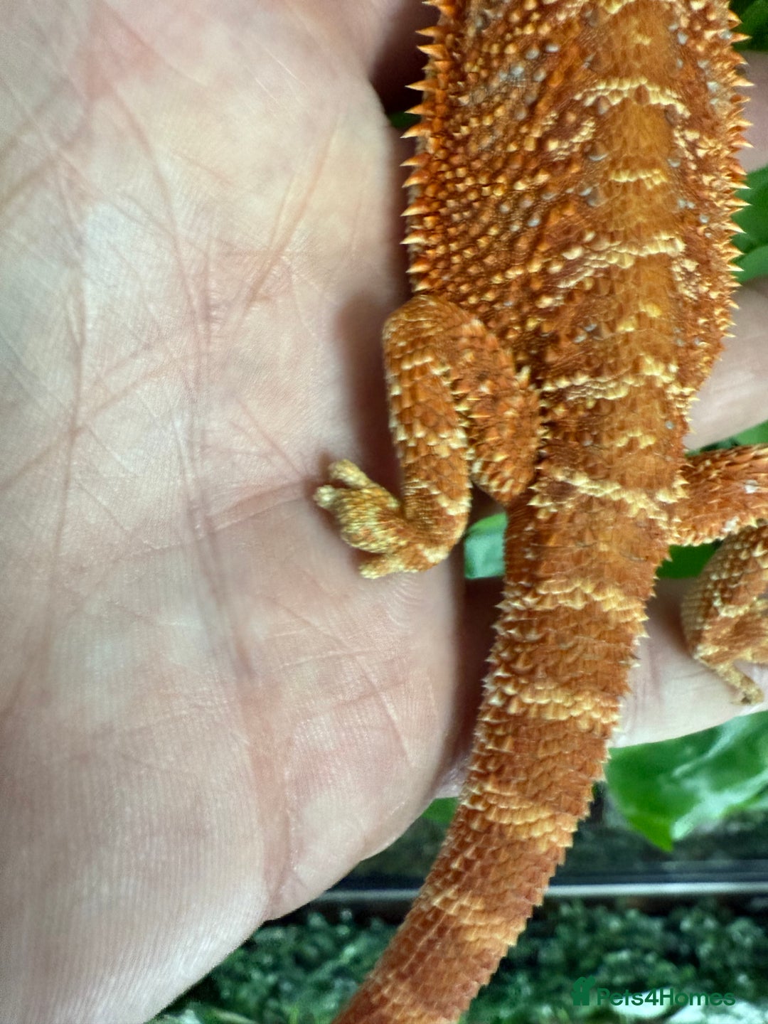 Bearded Dragon reptiles for sale: Bearded Dragon rescue  - Image 2