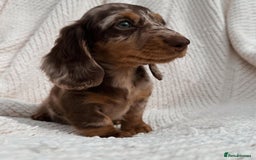 Miniature Dachshund dogs for sale: Purebred Miniature Dachshund Puppies – Ready - Image 1