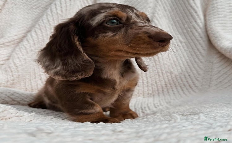 Miniature Dachshund dogs - Advert 1