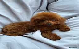 Toy Poodle dogs for sale: Asian Toy Poodle (Korean & Chineese) VERY rare - Image 8