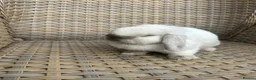 Mini Lop rabbits for sale: 1 Lovely handsome mini lop buck and adult. - Advert 4