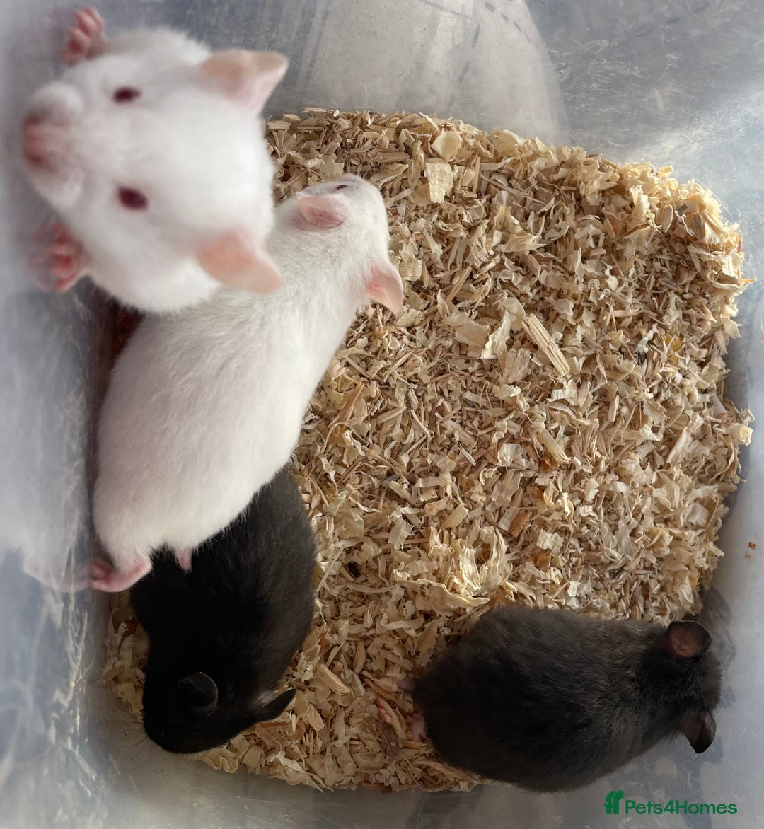 Hamster rodents for sale: Baby female Syrian hamsters from show stock  - Advert 13